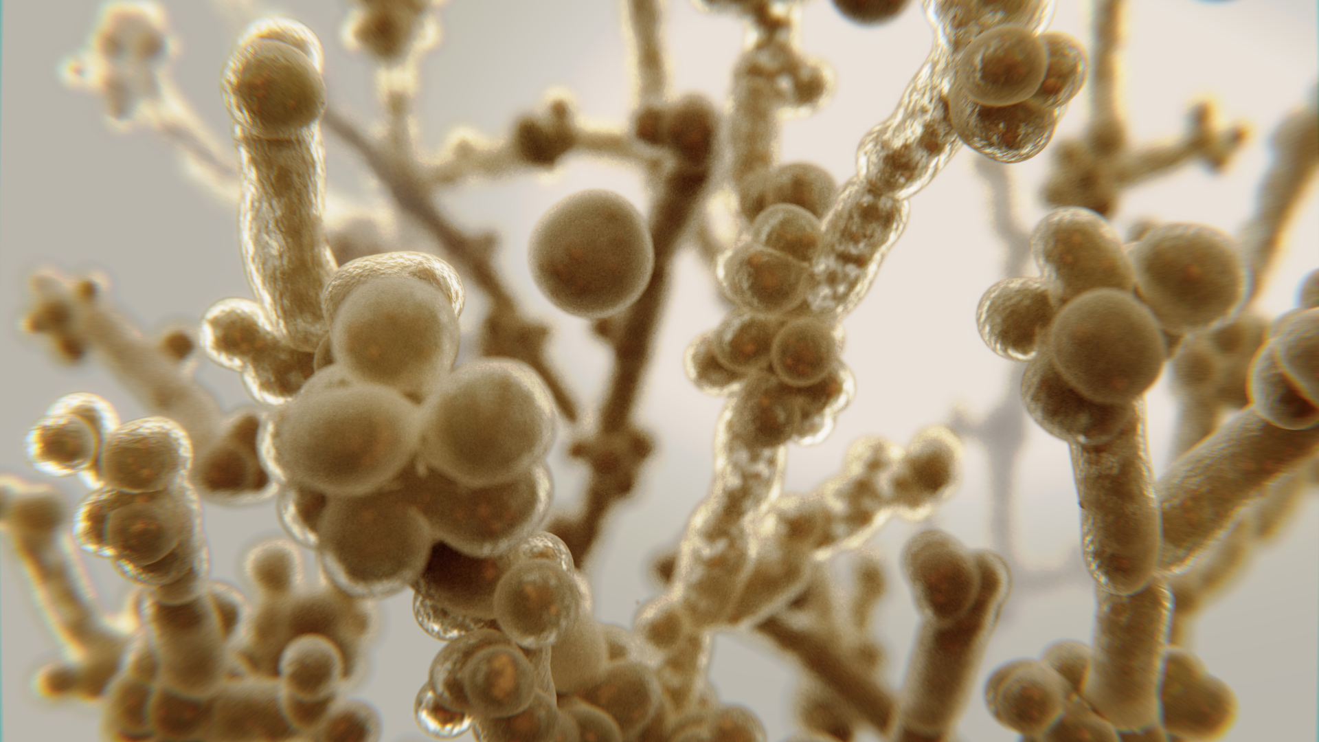 Candida Intestinale: cos’è e come affrontarla